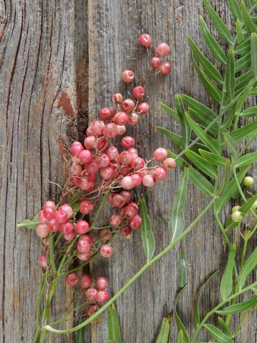 HANGING PEPPERBERRY  RED BERRIES